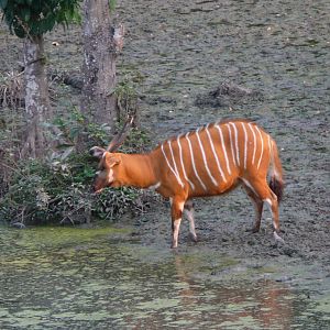 Bongo in Central African Republic