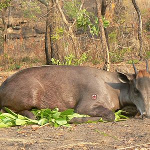 Hunting Yellow Back Duiker in CAR