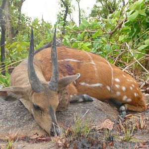 Harnessed Bushbuck hunted in Central African Republic