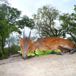 Red flanked duiker hunted in CAR