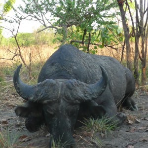 Black Buffalo bull hunted in CAR