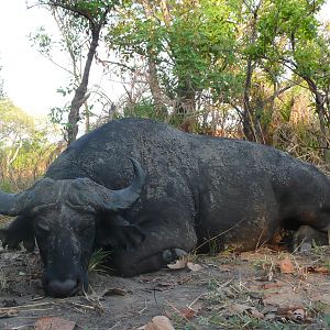 Black Buffalo bull hunted in CAR