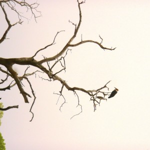 Marabou Stork in CAR