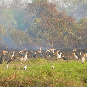 Marabou Stork in CAR