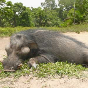 Hunting Giant Forest Hog in Central Africa