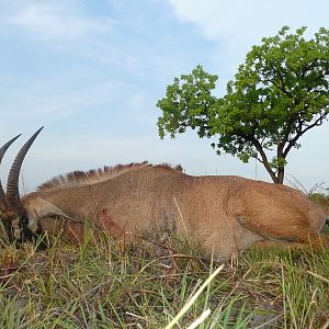 Roan bull 26' inches hunted in Central African Republic