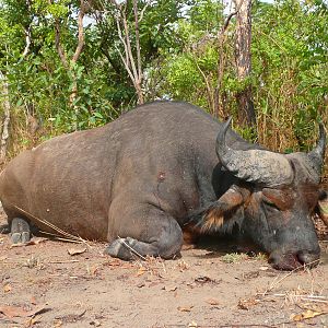 Red Buffalo bull from CAR