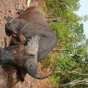 Red Buffalo bull from CAR