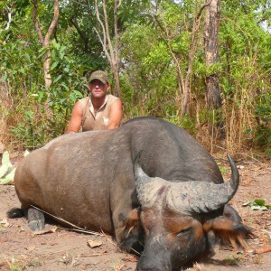 Red Buffalo bull from CAR