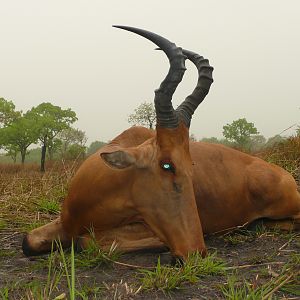 Very good 24' inches lelwel hartebeest hunted in Central African Republic