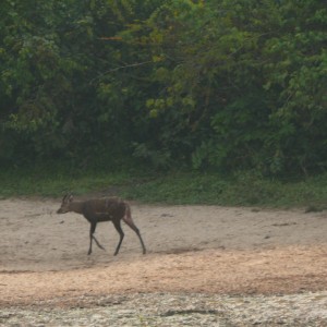 Western Sitatunga in C.A.R.