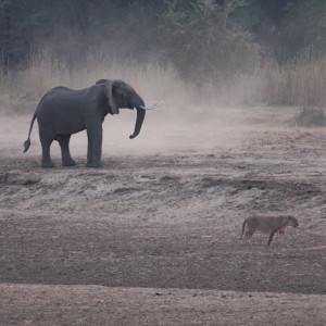 Ele chasing Lions 3