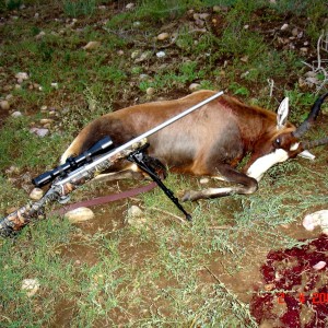 Blesbok