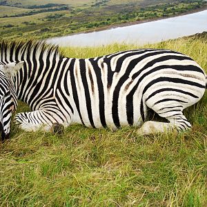 Zebra