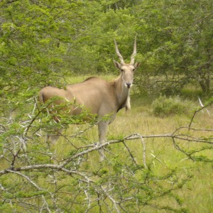 Young Eland Bull