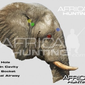 Hunting Elephant Head Shot Placement