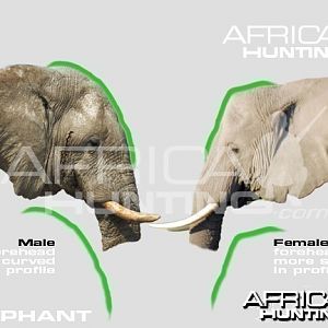 Male and Females African Elephants