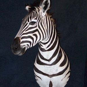 Zebra Pedestal Mount.