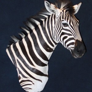 Zebra Pedestal Mount