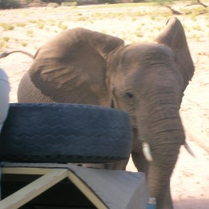 Close Encounters with Elephants in Namibia