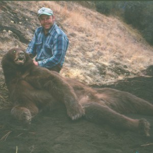 1998 California brown bear