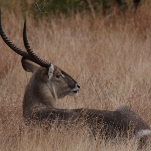 Relaxing Waterbuck