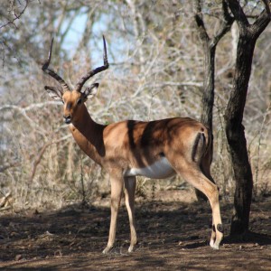 Impala South Africa