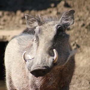 Warthog South Africa