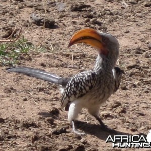 Yellow Billed Horn Bill