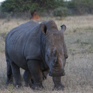 White Rhino South Africa