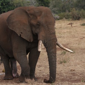 Bull Elephant