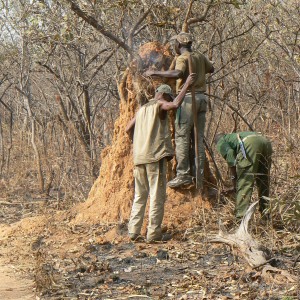 Smoking bees out for some honey! Central Africa