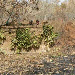 Leopard blind in Central Africa