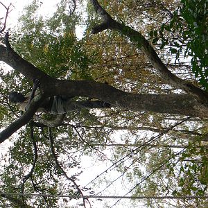 Hanging Leopard bait, a Baboon