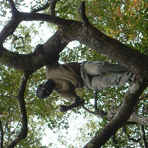 Hanging Leopard bait, a Baboon