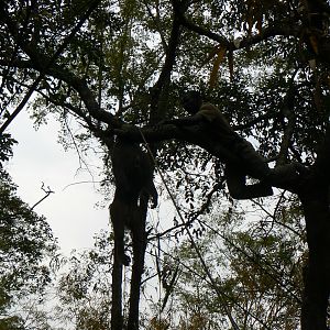 Hanging Leopard bait, a Baboon