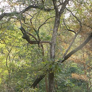 Hanging Leopard bait, a Baboon