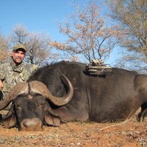 Cape Buffalo - Archery Hunt - 1 Arrow