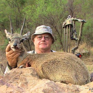 From the rocks... Klipspringer