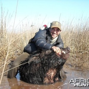 Wet boar