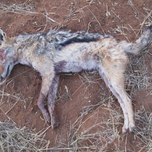 Bowhunting Jackal