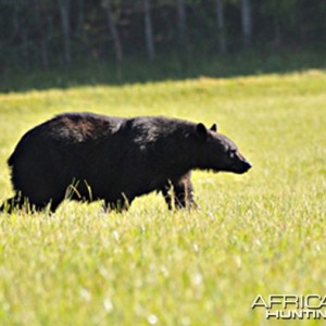 Black Bear, US