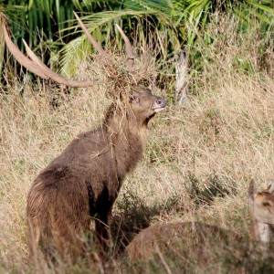 Biggest RUSA RUSA DEER that I have seen since 7 years in MAURITIUS