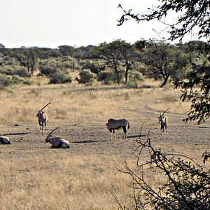 Oryx at Kataneno