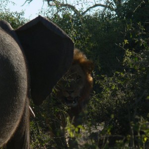 Lion vs Elephant