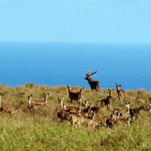 Mauritius style hunt...