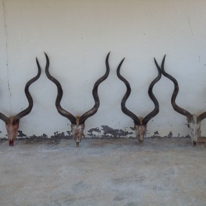 Kudus all within 1/4" of 54 inches