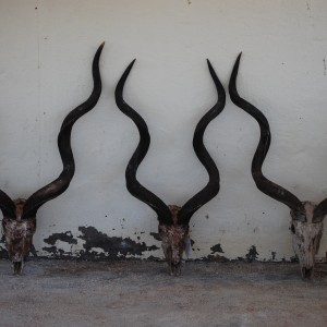 Kudus