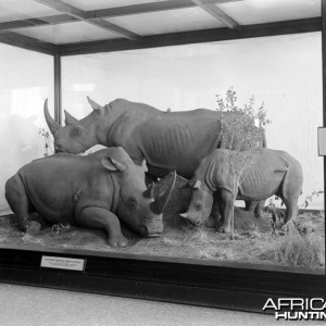 Theodore Roosevelt specimens at the National Museum of Natural History