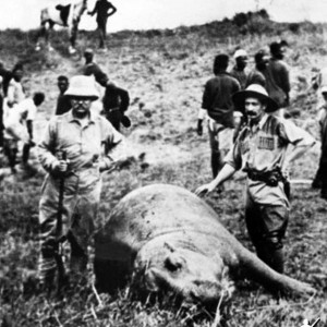 Theodore Roosevelt with one of the Hippos